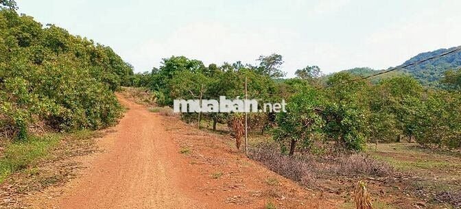 Tròn 1ha cách Khu CN Bắc Đồng Phú 700m, điện 3pha - có tách nhỏ bán