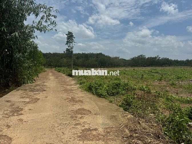 Đất ngộp bán gấp lô đất 400m2(12*32) 200m2 TC giá 550tr tại Đồng Phú