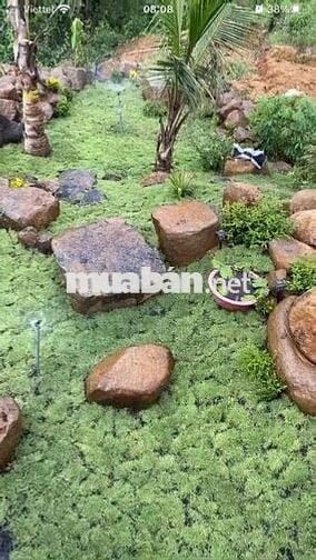 Bán . Nhà vườn ở Đồng Tiến - Đồng phú Có 5m mặt tiền đường bê tôn