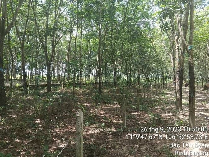 Công ty Đấu giá hợp danh Lam Sơn Sài Gòn THÔNG BÁO ĐẤU GIÁ TÀI SẢN