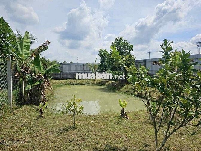 Đất vườn 1200m2 ngay trung tâm Gò Dầu, SHR, dân cư đông đúc, giá 1 tỷ