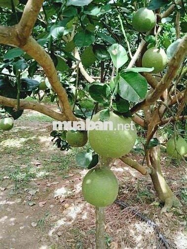 nhà vườn giá rẻ 310triệu bán gấp