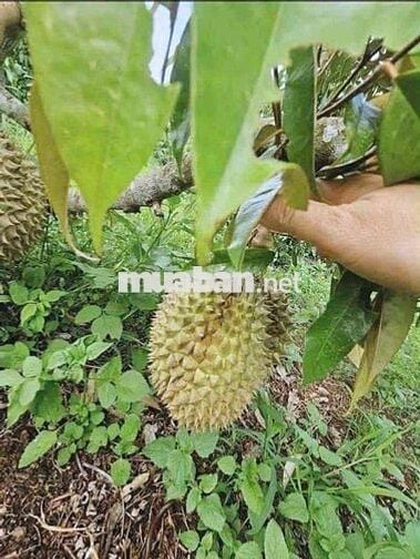 nhà vườn giá rẻ 310triệu bán gấp