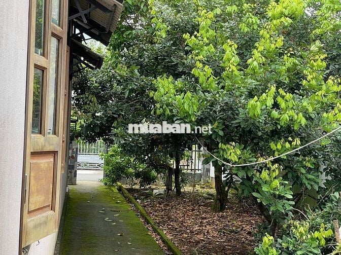 Nhà vườn Bảo Lộc hẻm nhựa 2 oto lữ Gia DT:480m2 (12x40m) - Thổ cư 200m