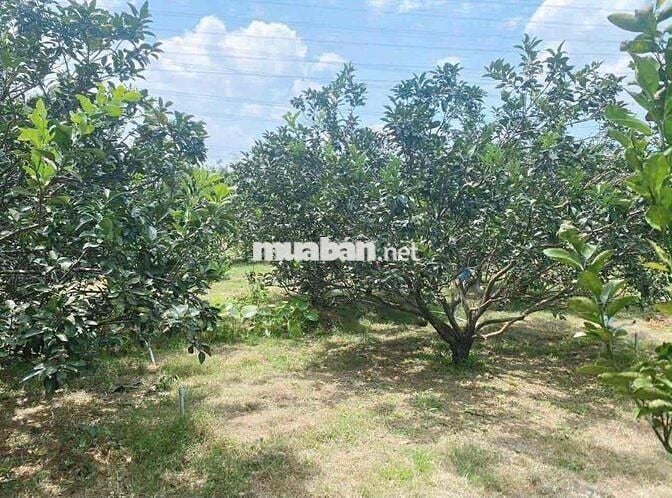 nhà vườn giá rẻ 310triệu bán gấp