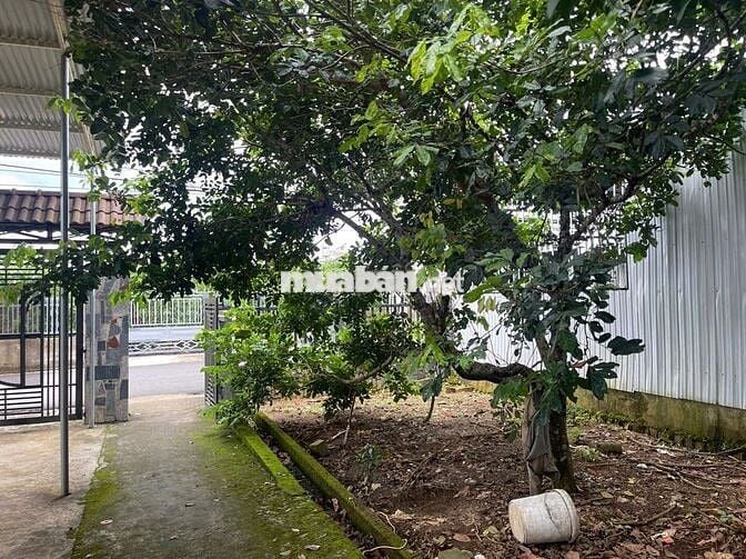 Nhà vườn Bảo Lộc hẻm nhựa 2 oto lữ Gia DT:480m2 (12x40m) - Thổ cư 200m