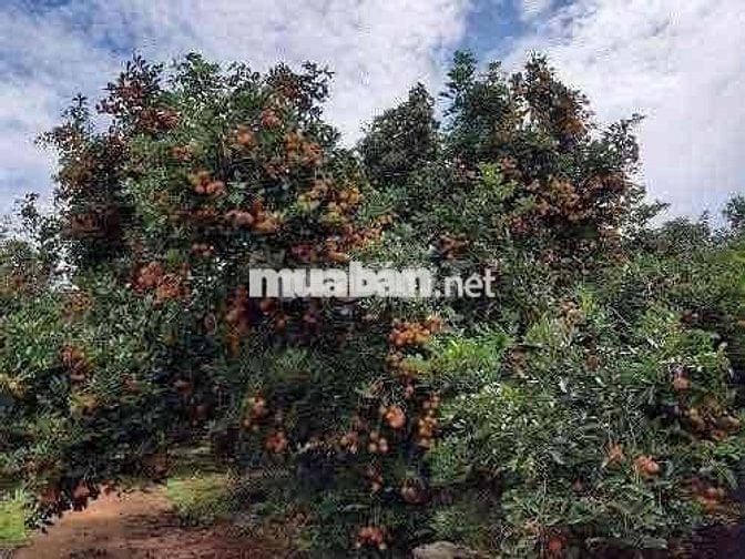 🔥 THANH LÝ GẤP LÔ ĐẤT VƯỜN GIÁ RẺ 3200M2 GIÁ 259 TRIỆU NGAY QL13🔥