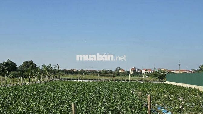 BÁN 1030M ĐẤT CẠNH TRƯỜNG HỌC LỆ CHI GIA LAM