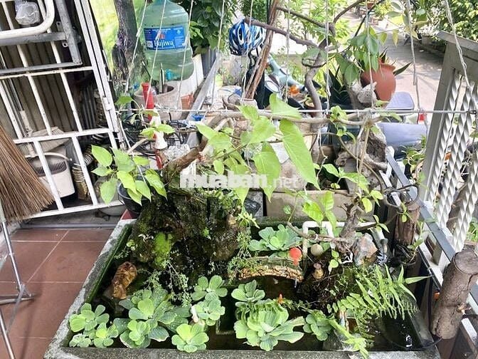 Chung cư 66m2 3 PN 208 D2 (Nguyễn Gia Trí) Q. Bình Thạnh