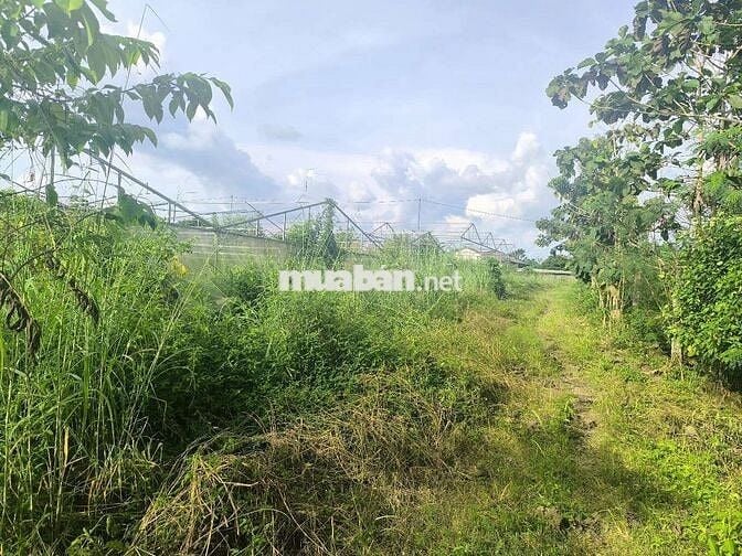 Bán đất Phú Vinh ( ấp 4, Xã Phú Tân cũ) Định Quán, Đồng Nai