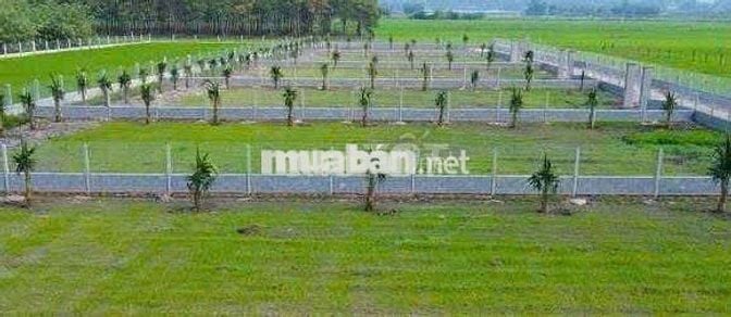 Đất vườn đẹp tại thị trấn Gò Dầu Tây Ninh 1050m2 giá 1 tỷ1