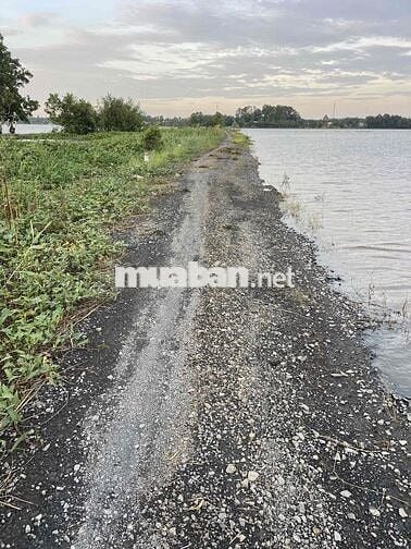 Hơn 6 công đất lúa xã Cẩm Giang