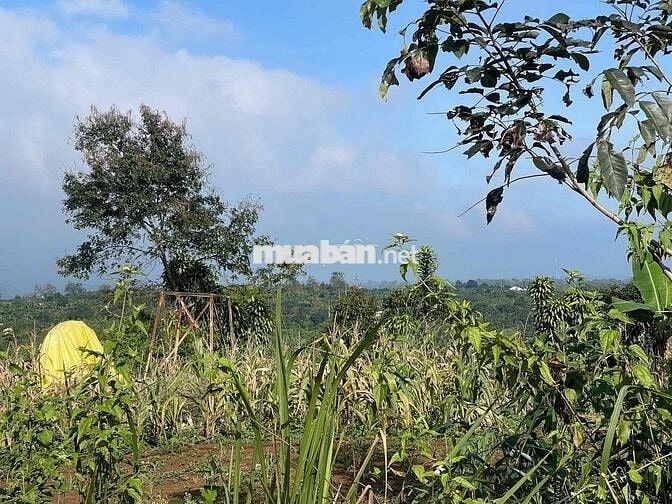 Mặt tiền đường nhựa liên xã Lộc An -  483m2 sẵn 162m2 thổ cư