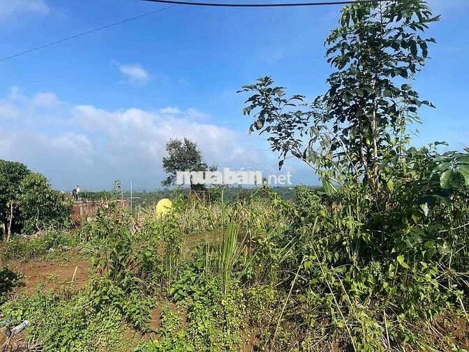 Mặt tiền đường nhựa liên xã Lộc An -  483m2 sẵn 162m2 thổ cư