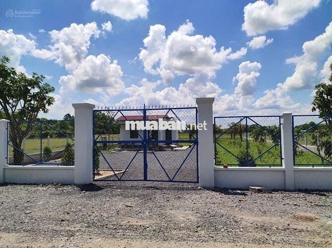 Đất vườn có thổ 1630m2 Đ.Hùng Vương Gò Dầu cách chợ 500m, SHR, 1,5 tỷ