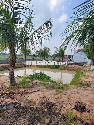 Đất vườn có thổ 1630m2 Đ.Hùng Vương Gò Dầu cách chợ 500m, SHR, 1,5 tỷ