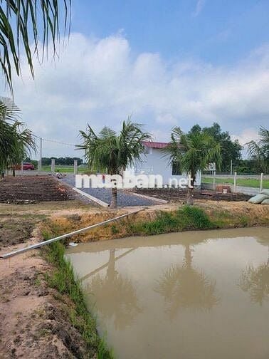 Đất vườn có thổ 1630m2 Đ.Hùng Vương Gò Dầu cách chợ 500m, SHR, 1,5 tỷ