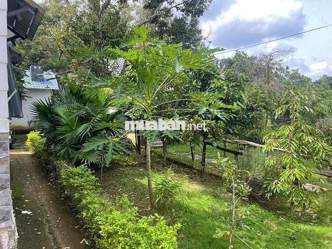 Nhà vườn nghỉ dưỡng Bảo Lộc - 1507,2m2 (37x40m) ngay gần trung tâm