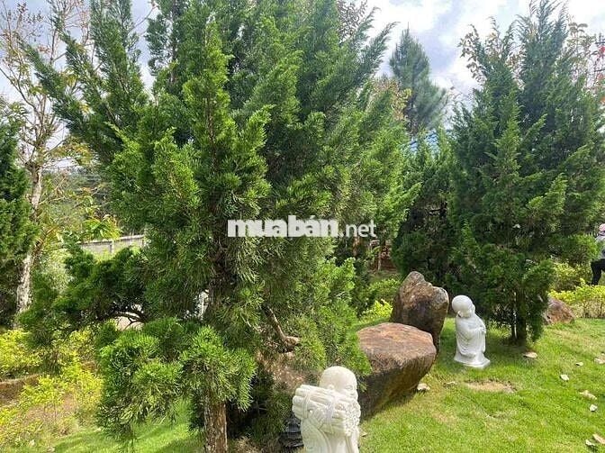 Nhà vườn nghỉ dưỡng Bảo Lộc - 1507,2m2 (37x40m) ngay gần trung tâm