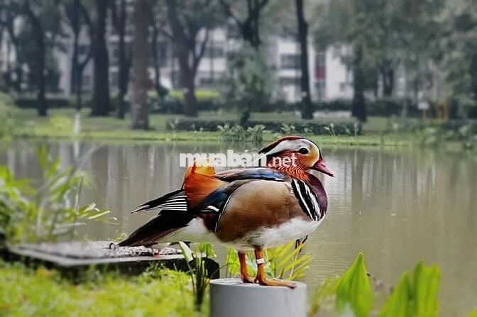 13TR | 3PN RUBY 80M2 | NHÀ RỘNG RÃI GIÁ NHỎ XÍU | GẦN FULL NỘI THẤT