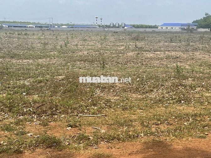 Tách 5 sào, bán lẻ 1 sào 410tr -> bank htro 60%. Cụm Công nghiệp 300m