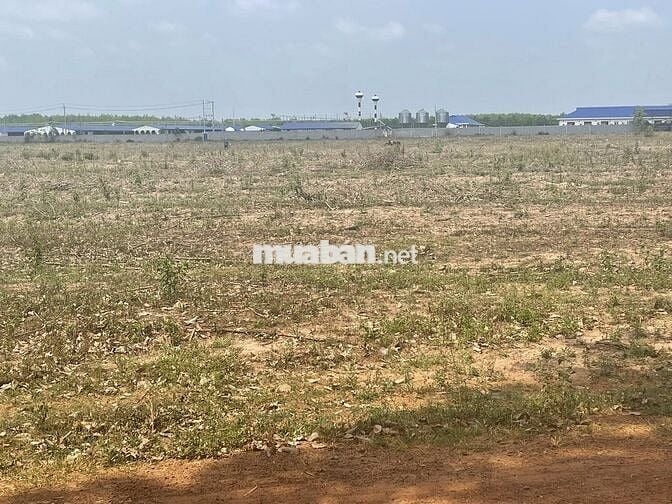 Tách 5 sào, bán lẻ 1 sào 410tr -> bank htro 60%. Cụm Công nghiệp 300m