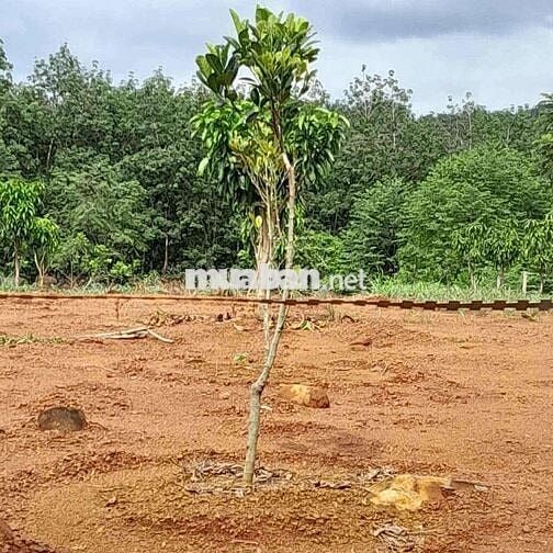 Bán gấp lô đất hơn 2000m2 đất sào ở Bình Phước (20*100) giá chỉ 330tr