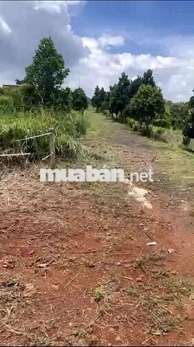 Bán gấp lô đất hơn 2000m2 đất sào ở Bình Phước (20*100) giá chỉ 330tr