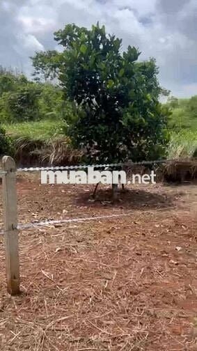 Bán gấp lô đất hơn 2000m2 đất sào ở Bình Phước (20*100) giá chỉ 330tr