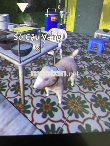 phòng trọ q3 gần đh Mở giá 2tr1