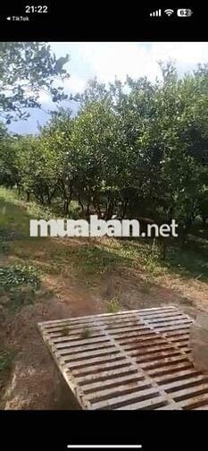 💥Hơn 2,1 ha đất ( 21120 m2 ) Có vườn cam đang cho thu hoạch