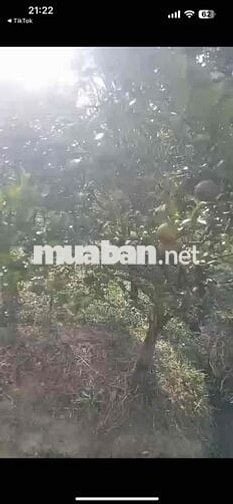 💥Hơn 2,1 ha đất ( 21120 m2 ) Có vườn cam đang cho thu hoạch