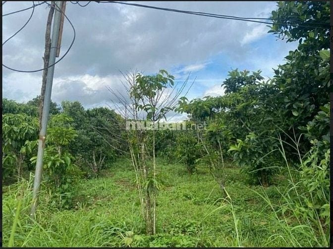 Bán đất tại Thôn Nam Rạ, xã Đắk Nia, tp Gia Nghĩa, tỉnh Đắk Nông