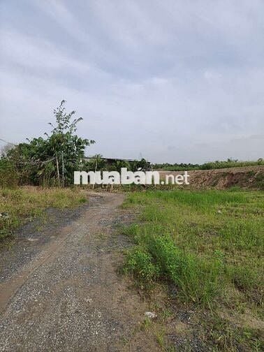 BÁN 2000M2 ĐẤT LÚA KHU TIỀM NĂNG MỚI