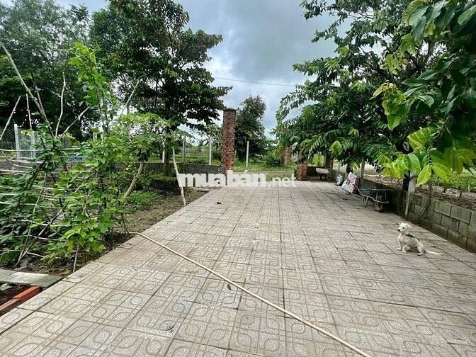 Đất vườn 600m2, làm nhà vườn siêu đẹp, gần chợ, sổ riêng, giá 800tr