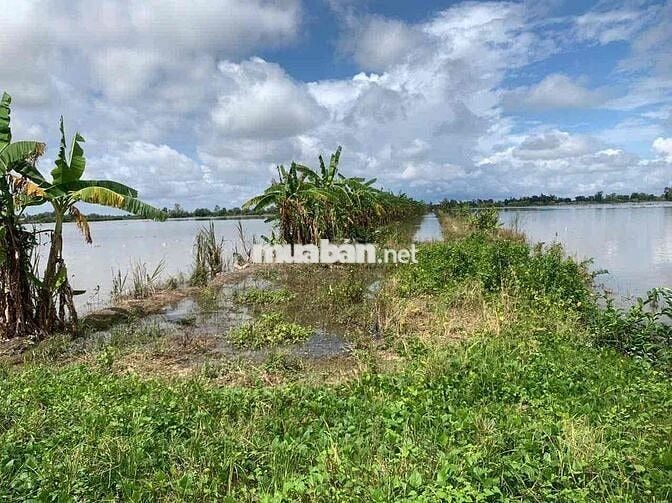 5 Công Đất Ruộng Lộ Ô Tô Cách Chợ Cờ Đỏ 2km