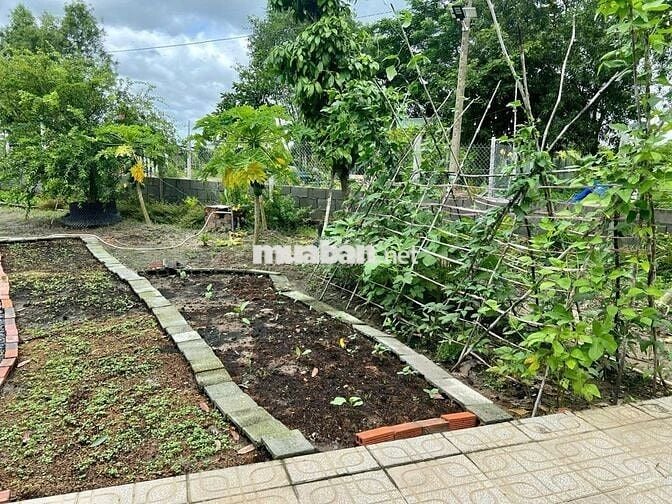 Đất vườn 600m2, làm nhà vườn siêu đẹp, gần chợ, sổ riêng, giá 800tr