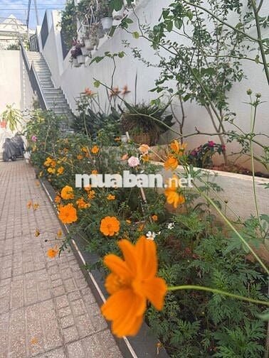 Chính chủ cho thuê căn hộ mini đường Cô Giang Dalat