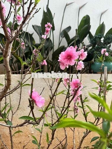 Chính chủ cho thuê căn hộ mini đường Cô Giang Dalat