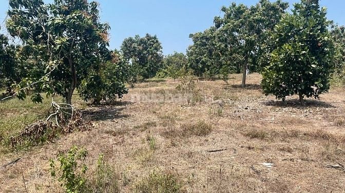 Bán đất vườn có 200 thổ cư 4,5ty