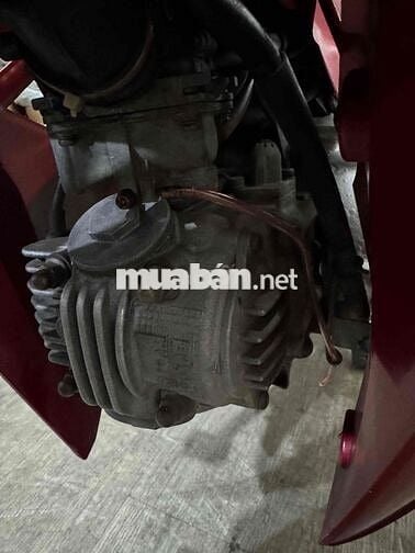 sirius kiểng chính chủ