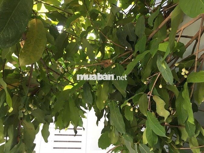 Bán Nhà  MTKD 167 TÂY SƠN 4,1m*27m Trệt + Lửng Thích Hợp Đầu Tư