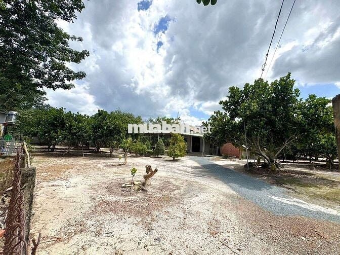 Bán vườn mít thái đang trái sai trĩu - CHỐT NHANH CÓ LỜI !