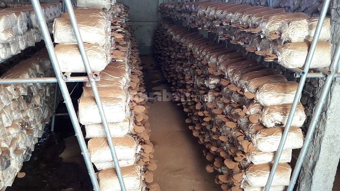 Hệ thống sấy nông sản bằng công nghệ hơi nước bão hoà.0986.192989