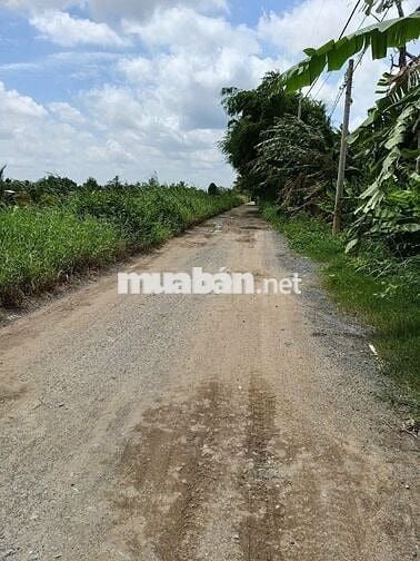 💥CHÍNH CHỦ BÁN GẤP 1150m2 ĐẤT VƯỜN BÌNH LỢI 💥