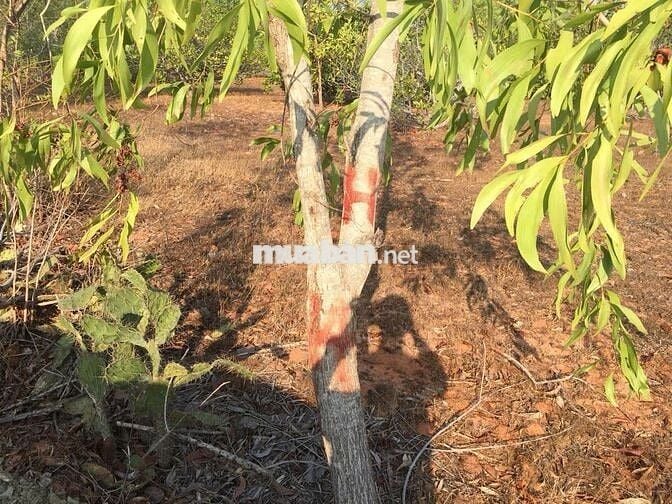 Chính chủ bán lô đất cách đường 715 chỉ 500m, Thiện Nghiệp – Mũi Né