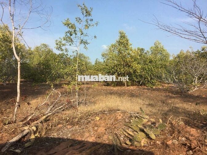 Chính chủ bán lô đất cách đường 715 chỉ 500m, Thiện Nghiệp – Mũi Né