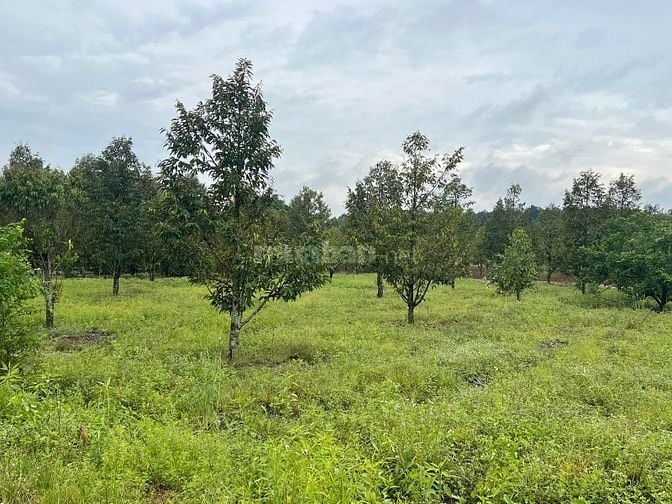 Bán Vườn Sầu Riêng có nhà cấp 4, Giá 580 Triệu, Rộng 1000m2 thổ cư sẵn