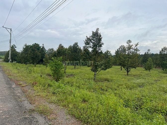 Bán Vườn Sầu Riêng có nhà cấp 4, Giá 580 Triệu, Rộng 1000m2 thổ cư sẵn