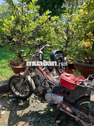 MD 50 đầu dream 100cc